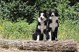 BORDER COLLIE 232